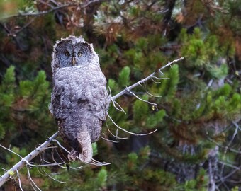 Blank Nature Greeting Card: Gray Ghost (Great Gray Owl)