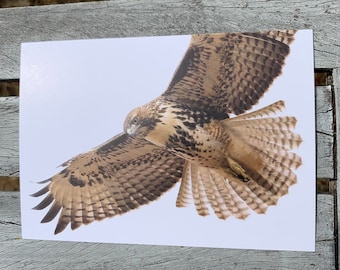 Postcard: Close Encounter (Red-tailed Hawk)
