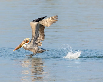 Blank Nature Greeting Card: Pelican Hop