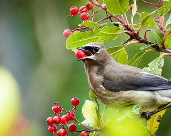 Blank Nature Pano Card: Cedar Waxwing on Toyon