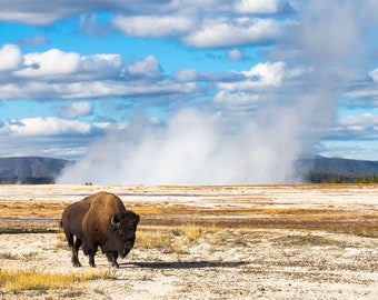 Blank Nature Greeting Card: Classic YNP (Bison)