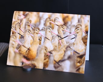 Blank Nature Greeting Card: Shorebirds 1