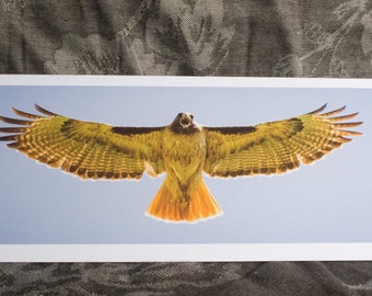 Blank Nature Pano Card: Red Tail Scream