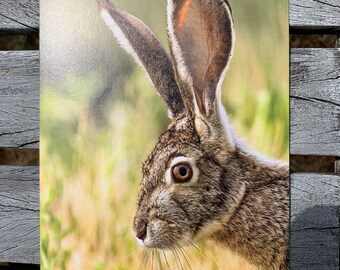 Postcard: Jackrabbit