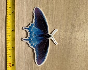 Die-cut Sticker: Pipevine Swallowtail Butterfly (top view)