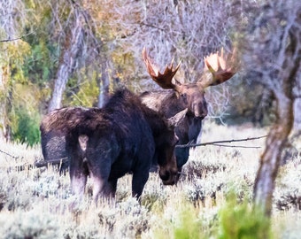 Blank Nature Greeting Card (Square): Moose