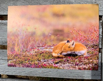 Postcard: Tundra Slumber
