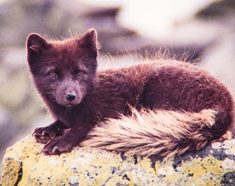 Arctic Fox: 2-inch by 3-inch magnet