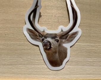 Die-cut Sticker: Black-tailed Buck