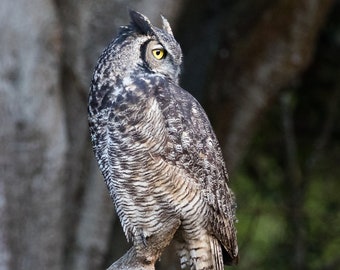 Great Horned Owl: 2-inch by 3-inch magnet (vertical)