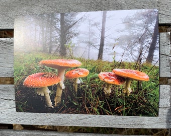 Postcard: Fog Forest Fungus