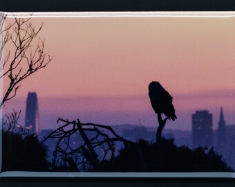 City View Owl: 2-inch by 3-inch magnet