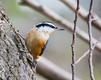 Blank Nature Greeting Card: Red-breasted Nuthatch