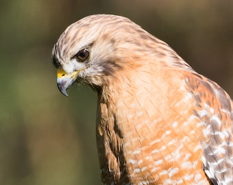 Blank Nature Greeting Card (Square): Red-shouldered Hawk