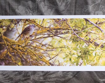 Blank Nature Pano Card: White-crowned Sparrow