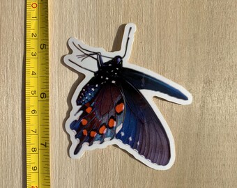 Die-cut Sticker: Pipevine Swallowtail (side view)