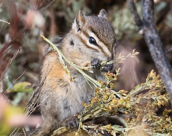 Blank Nature Greeting Card (Square): Teton Chipmunk