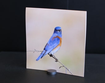 Blank Nature Greeting Card (Square): Bluebird 1