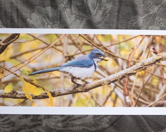 Blank Nature Pano Card: One for now, one for later