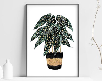 Thirsty begonia plant lover illustration  botanical print  botanical wall decor  house plant print  plant art
