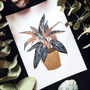 May include: A hand-drawn illustration of a potted plant with dark green and pink leaves. The plant is in a brown pot and is set against a white background.