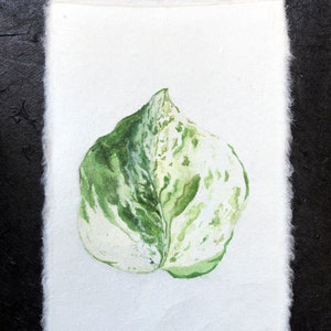 May include: A watercolor painting of a single green and white leaf on a white background.
