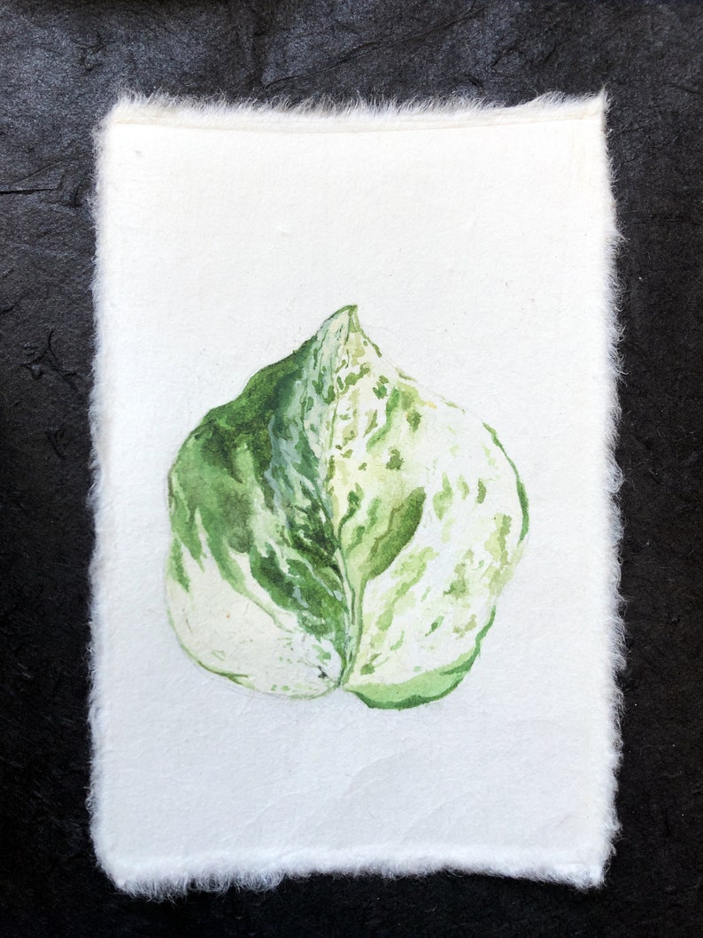 May include: A watercolor painting of a single green and white leaf on a white background.
