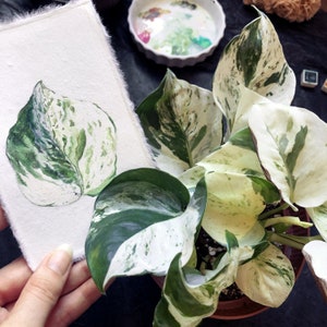 May include: Watercolor painting of a single green and white variegated leaf. The leaf is painted in a realistic style and has a light green background.