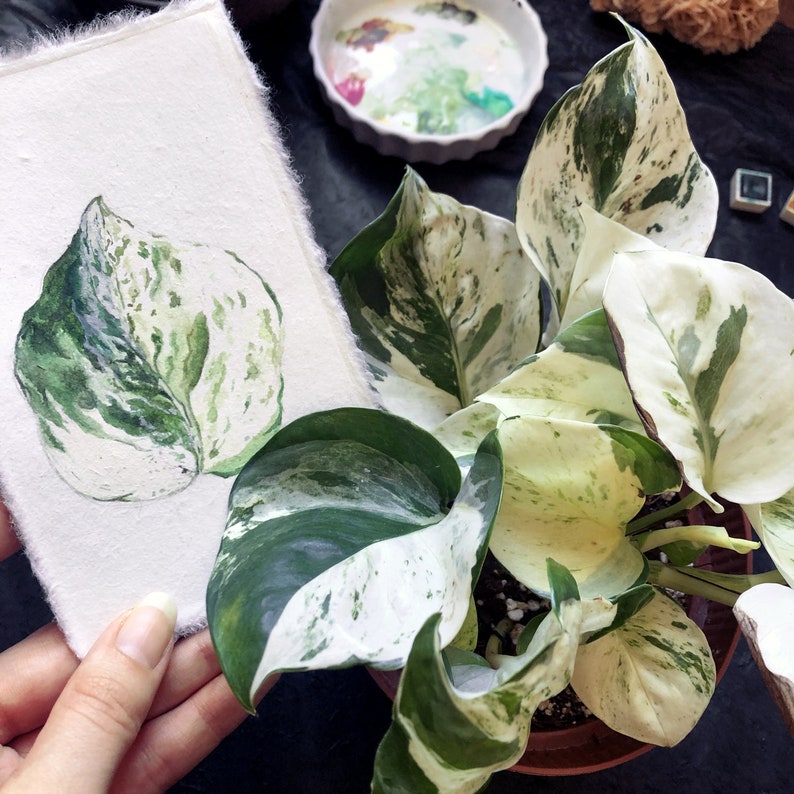May include: Watercolor painting of a single green and white variegated leaf. The leaf is painted in a realistic style and has a light green background.