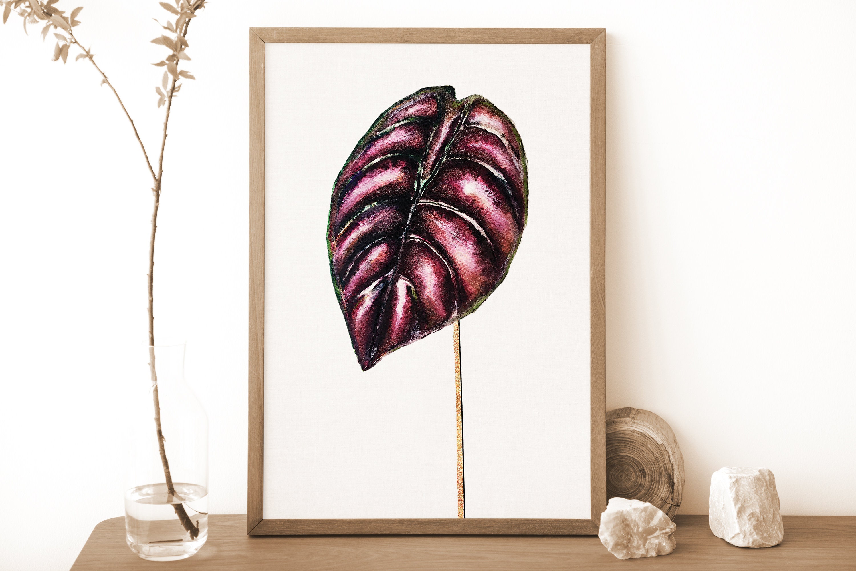 Alocasia cuprea pink - Etsy 日本