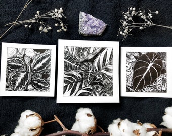 May include: Three black and white ink drawings of tropical leaves framed in white.