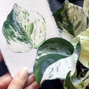 May include: Watercolor painting of a green and white variegated leaf. The leaf is painted in a realistic style and has a delicate, almost translucent quality.
