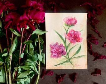 Burgundy peonies, flowers, original watercolor, vintage style, botany.