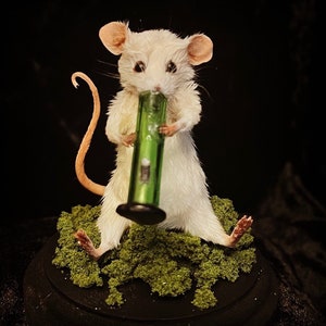 Mary Jane | Taxidermy Mouse with Bong | Ethical Oddities | Stoner Shelf Decor | Weed-Inspired Curiosity