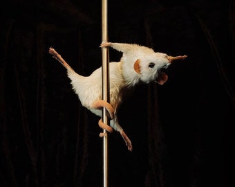 Stripper Mouse - Angel