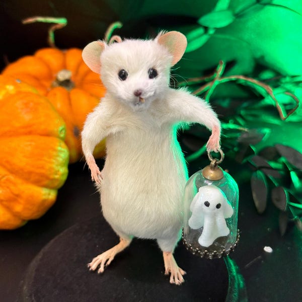 Ratón fantasma de linterna / Taxidermia espeluznante / Decoración de estantería de Halloween / Curiosidades éticas / Arte en miniatura de OhStuffinell