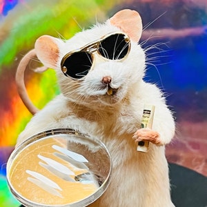 Charlie Taxidermy Maus | Party Motiv Kuriosität | Lustige ethnische Kuriosität Dekor | Rolled Note Maus Art