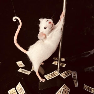 JOJO Pole Dancing Taxidermy Mouse | Burlesque Showgirl Mouse | Curiosity Art Collectible