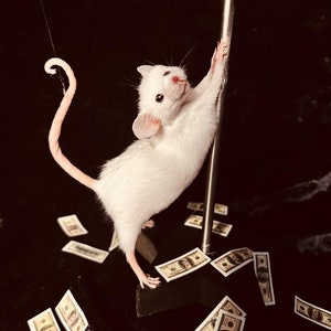 Stripper Mouse - Jo-Jo