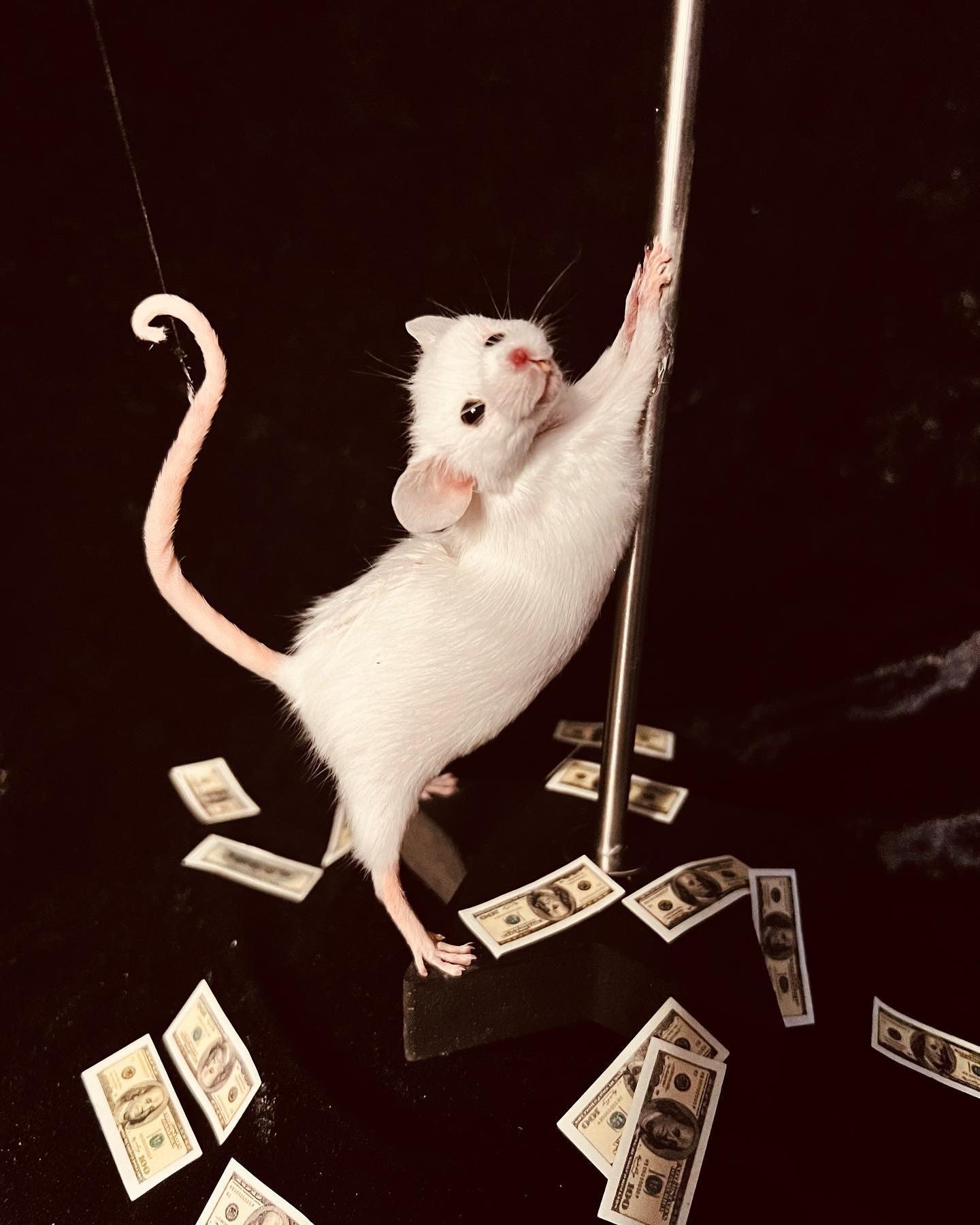 Stripper Mouse Jo-jo - Etsy Australia