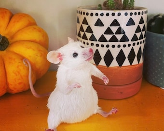 Maus sitzend | Miniatur Ethische Präparation | Niedliche Kuriosität Regal Dekor | Handgemachte Kuriositäten von OhStuffinell