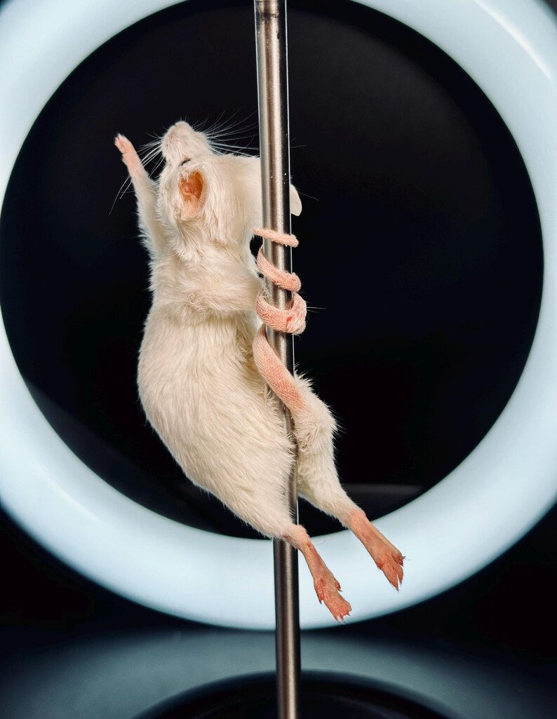 ROXY the Pole Dancing Taxidermy Mouse | Funny Oddities & Curiosities ...