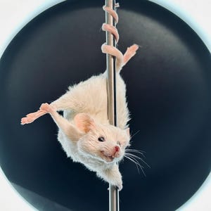 May include: A white mouse clinging to a silver pole, with a pink spiral wrapped around it. The mouse is centered, with a dark grey background and a white halo-like light surrounding it.