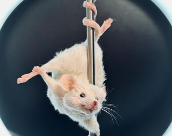 JEZABEL Il topo tassidermizzato che balla al palo / Decorazioni con stranezze e curiosità divertenti / Arte del topo burlesque / Regalo di tassidermizzazione etica
