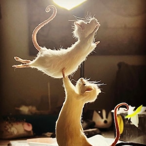May include: A taxidermy display featuring two white rats in a dynamic pose. One rat appears to be supporting the other, with their tails curled. The background is blurred, focusing attention on the detailed craftsmanship of the rats.
