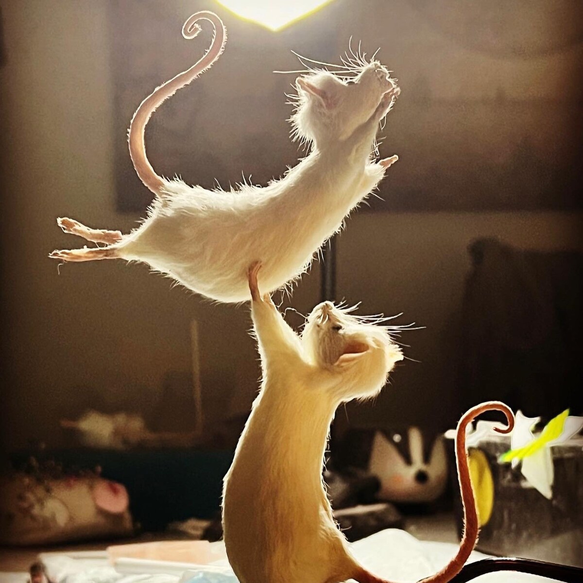 Pas De Deux Dirty Dancing