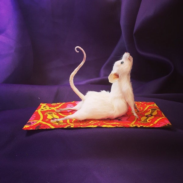 Yoga Mouse / Cobra Pose Tassidermia / Arte animale bizzarra di OhStuffinell
