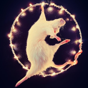 Ratón taxidermizado de circo acrobático / Artista de aro iluminado / Rarezas éticas / Decoración peculiar de espectáculo secundario