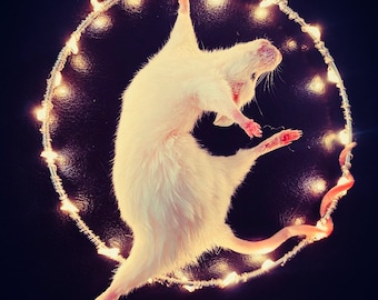 Circus Hoop Taxidermy Mouse.