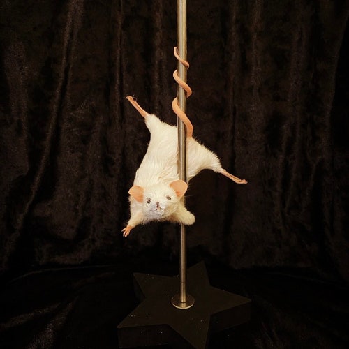 Stripper Mouse - Candy